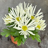 Chrysantheme Mini 'Spider'weiß, spinnenblütig, Topf-Ø 7cm, 8 Stück Chrysantheme Mini 'Spider'weiß, spinnenblütig, Topf-Ø 7cm, 8 Stück