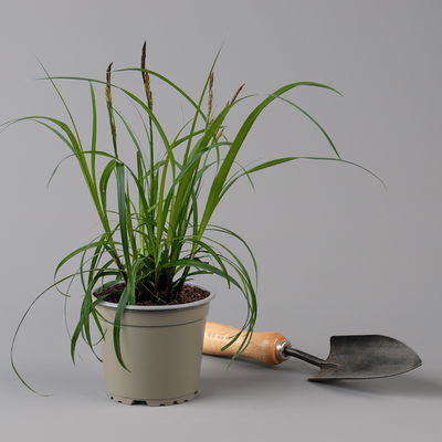 Bio Segge 'Ribbon Falls', dunkelgrün, Topf-Ø 12 cm, 3 Pflanzen