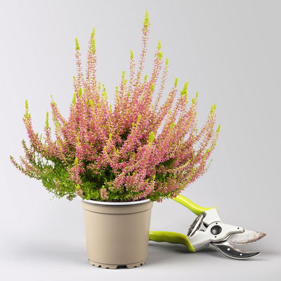 Grabbepflanzung Herbst, gelb-grün, 12 Pflanzen Grabbepflanzung Herbst, gelb-grün, 12 Pflanzen