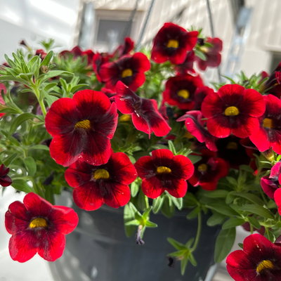 Zauberglöckchen 'Special Red Kiss', rot, Ampeltopf-Ø 27 cm Zauberglöckchen 'Special Red Kiss', rot, Ampeltopf-Ø 27 cm
