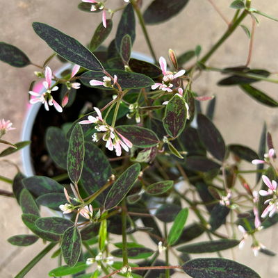 Euphorbia 'Rosa Flamingo®', zartrosa, Topf-Ø 12 cm, 6 Pflanzen