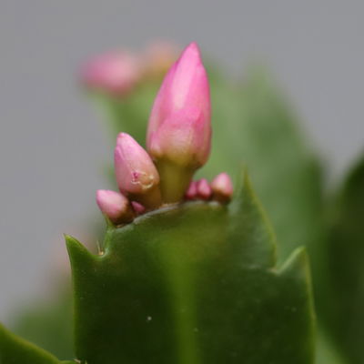 Weihnachtskaktus, rosa, mit Übertopf Dallas anthrazit, Topf-Ø 12 cm, 2 Pflanzen