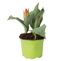 Tulpe rot, Sorte zufällig, vorgetrieben, Topf-Ø 10 cm , 6 Pflanzen