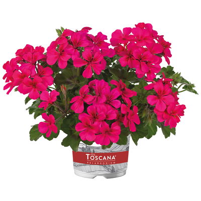 Geranie 'Rainbow Neon Purple', pink, hängend, Topf-Ø 13 cm, 6 Pflanzen Geranie 'Rainbow Neon Purple', pink, hängend, Topf-Ø 13 cm, 6 Pflanzen