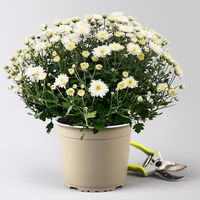 Chrysanthemen-Busch, gelb-lila-weiß, Topf-Ø 19 cm, 3er-Set