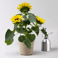 Sonnenblume 'Sunsation'® ,gelb, verzweigt, Topf-Ø 13 cm, 3 Pflanzen