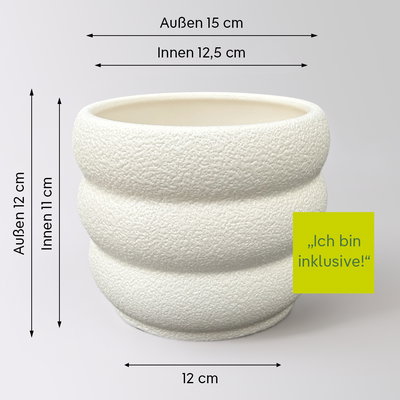 Fingerarale 'Bianca', Topf-Ø 12 cm, inkl. Keramikübertopf, 2 Pflanzen