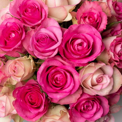 25 rosa Rosen 25 rosa Rosen