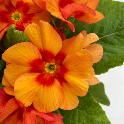 Primel 'Raesberry', Farben zufällig, mit rotem Auge Topf-Ø 11 cm, 8 Pflanzen Primel 'Raesberry', Farben zufällig, mit rotem Auge Topf-Ø 11 cm, 8 Pflanzen