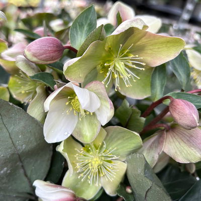 Lenzrose 'ViV® Valeria', cremeweiß, Topf-Ø 15 cm, 2 Pflanzen Lenzrose 'ViV® Valeria', cremeweiß, Topf-Ø 15 cm, 2 Pflanzen