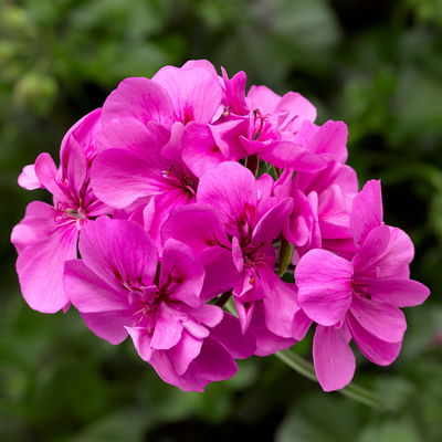 Geranie 'Royal Blue 25' lila-pink, hängend, Topf-Ø 13 cm, 6er-Set Geranie 'Royal Blue 25' lila-pink, hängend, Topf-Ø 13 cm, 6er-Set