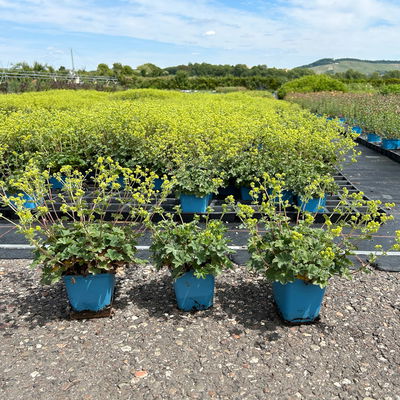 Bio Zwerg-Frauenmantel, grün-gelb, Topf 9x9 cm, 3 Pflanzen