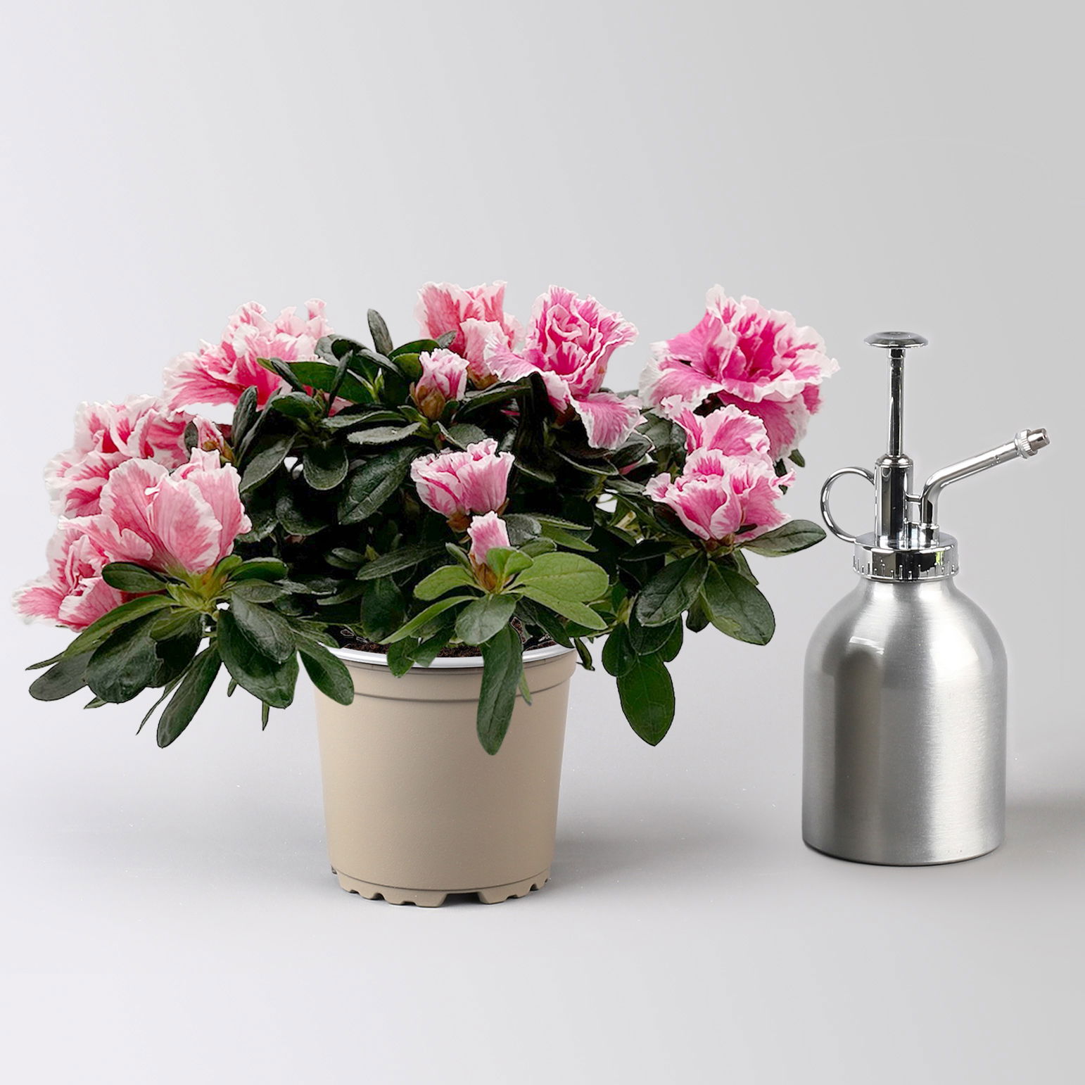 Azalee 'Vogel' Mix, gefüllt, Topf-Ø 11 cm, Höhe ca. 20 cm, 8 Pflanzen Azalee 'Vogel' Mix, gefüllt, Topf-Ø 11 cm, Höhe ca. 20 cm, 8 Pflanzen