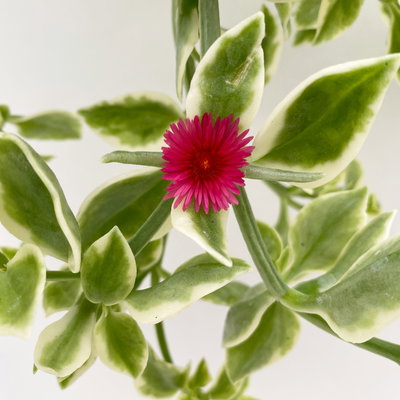 Eiskraut, Blüte rot, Blätter grün-weiß, Topf -Ø 13 cm, 6 Pflanzen Eiskraut, Blüte rot, Blätter grün-weiß, Topf -Ø 13 cm, 6 Pflanzen