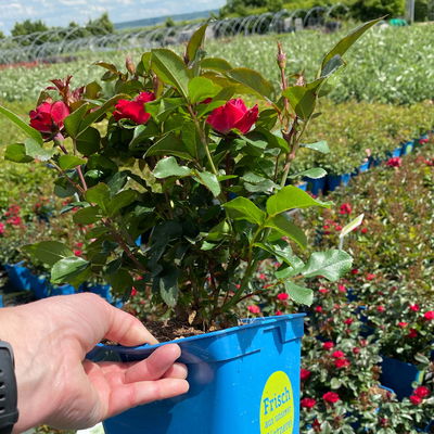 Zwergrose 'Zepeti'® (Meibenbino), rot, Topf 3 Liter, 4 Pflanzen