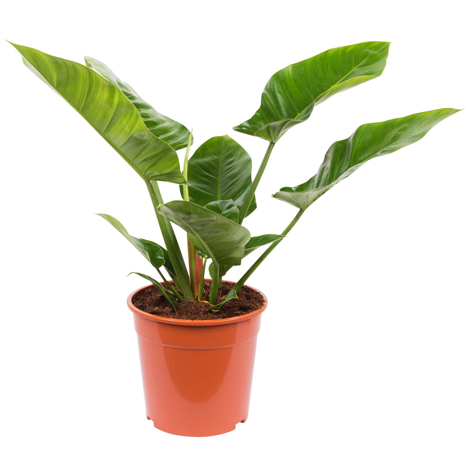 Philodendron 'Imperial Green', Topf-Ø 24 cm, Höhe ca. 70 cm