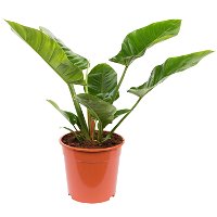 Philodendron 'Imperial Green', Topf-Ø 24 cm, Höhe ca. 70 cm