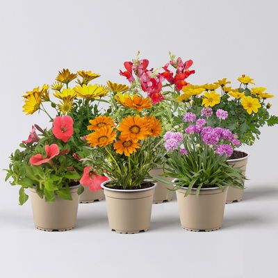 Pflanzenkreation Farbenrausch, groß, 6 Pflanzen