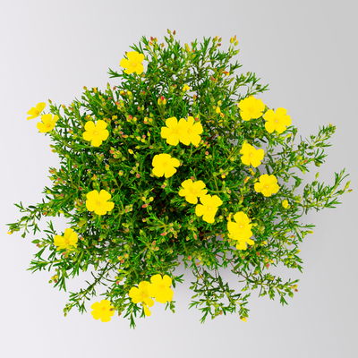 kleinblütige Zistrose 'April Sun®', gelb, Höhe 15 cm, Topf-Ø 15 cm, 2 Pflanzen