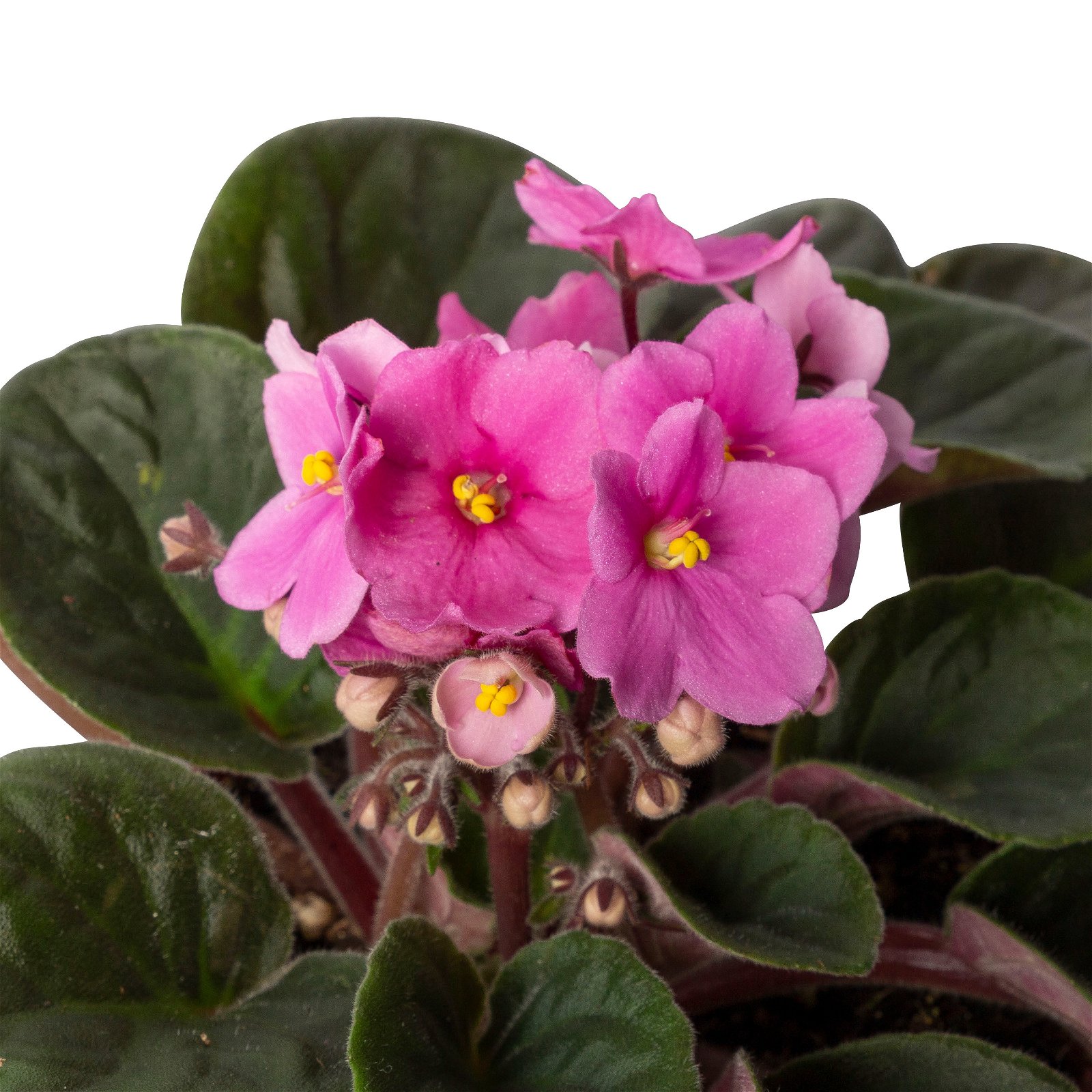 Usambaraveilchen, pink, Topf-Ø 12 cm, 6er-Set