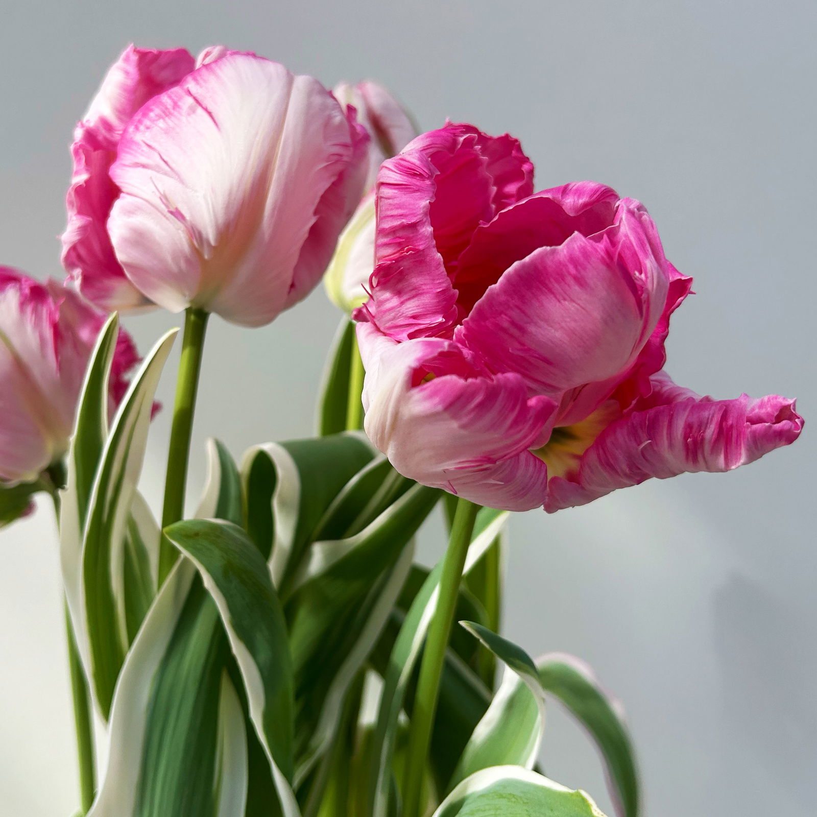 Papagei-Tulpe rosa, vorgetrieben, Topf-Ø 15 cm, 3 Pflanzen