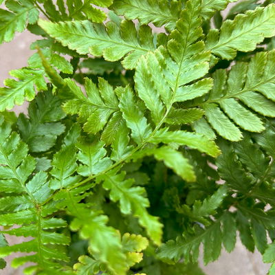 Freilandfarne Mix, Sorte zufällig, Topf-Ø 12 cm, 6er-Set Freilandfarne Mix, Sorte zufällig, Topf-Ø 12 cm, 6er-Set