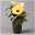 Hibiskus, gelb, mit Keramiktopf Dallas anthrazit, Topf-Ø 13 cm, 2er-Set