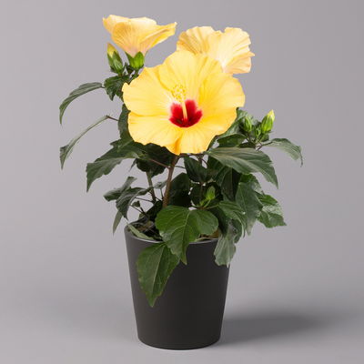 Hibiskus, gelb, mit Keramiktopf Dallas anthrazit, Topf-Ø 13 cm, 2 Pflanzen