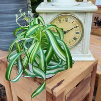 Grünlilie 'Bonnie', Topf-Ø 12 cm, inkl. Übertopf Vibes gelb, 2 Pflanzen