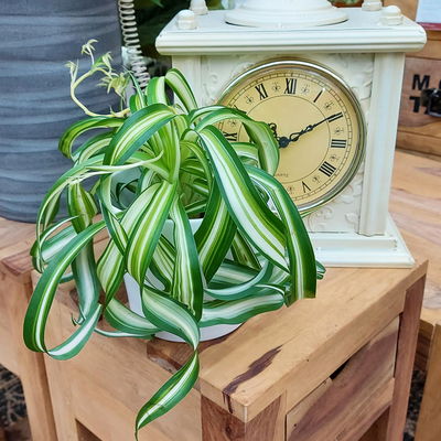 Grünlilie 'Bonnie', Topf-Ø 12 cm, inkl. Übertopf Vibes gelb, 2 Pflanzen