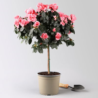 Azalee, Stämmchen, Farbe zufällig, gefüllt, Topf-Ø 19 cm, Höhe ca. 65 cm Azalee, Stämmchen, Farbe zufällig, gefüllt, Topf-Ø 19 cm, Höhe ca. 65 cm