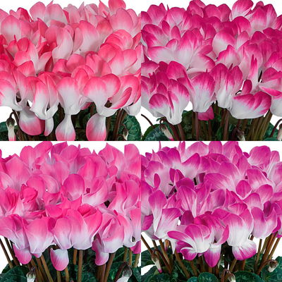 Alpenveilchen 'Indiaka® geflammt, Farben zufällig, Topf-Ø 12 cm, 6 Pflanzen