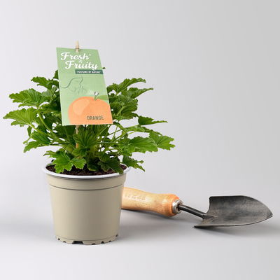 Duftgeranie 'Freshfruity® Orange Fresh', Topf-Ø 12 cm, 6 Pflanzen
