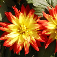 Dahlie 'Hypnotica', Farben zufällig, Topf-Ø 19 cm, 2er-Set