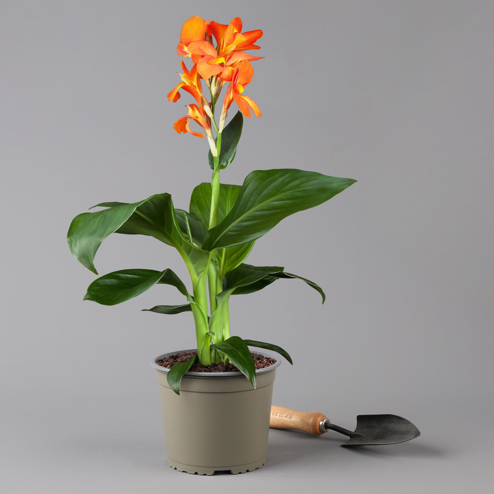 Canna 'Cannova® Orange', orange, Topf-Ø 17 cm