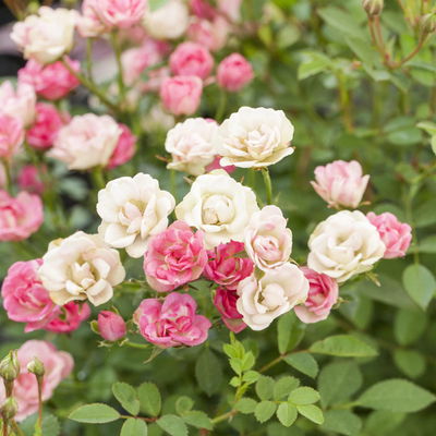 Rose 'Lilly Rose Wonder' rosa, Topf-Ø 14 cm, 2 Pflanzen Rose 'Lilly Rose Wonder' rosa, Topf-Ø 14 cm, 2 Pflanzen