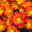 Chrysanthemen 'Rainbow Circus' rot-gelb gestreift Topf-Ø 14 cm, 4er-Set
