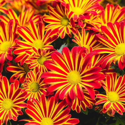 Chrysanthemen 'Rainbow Circus', rot-gelb gestreift Topf-Ø 14 cm, 4 Pflanzen Chrysanthemen 'Rainbow Circus', rot-gelb gestreift Topf-Ø 14 cm, 4 Pflanzen