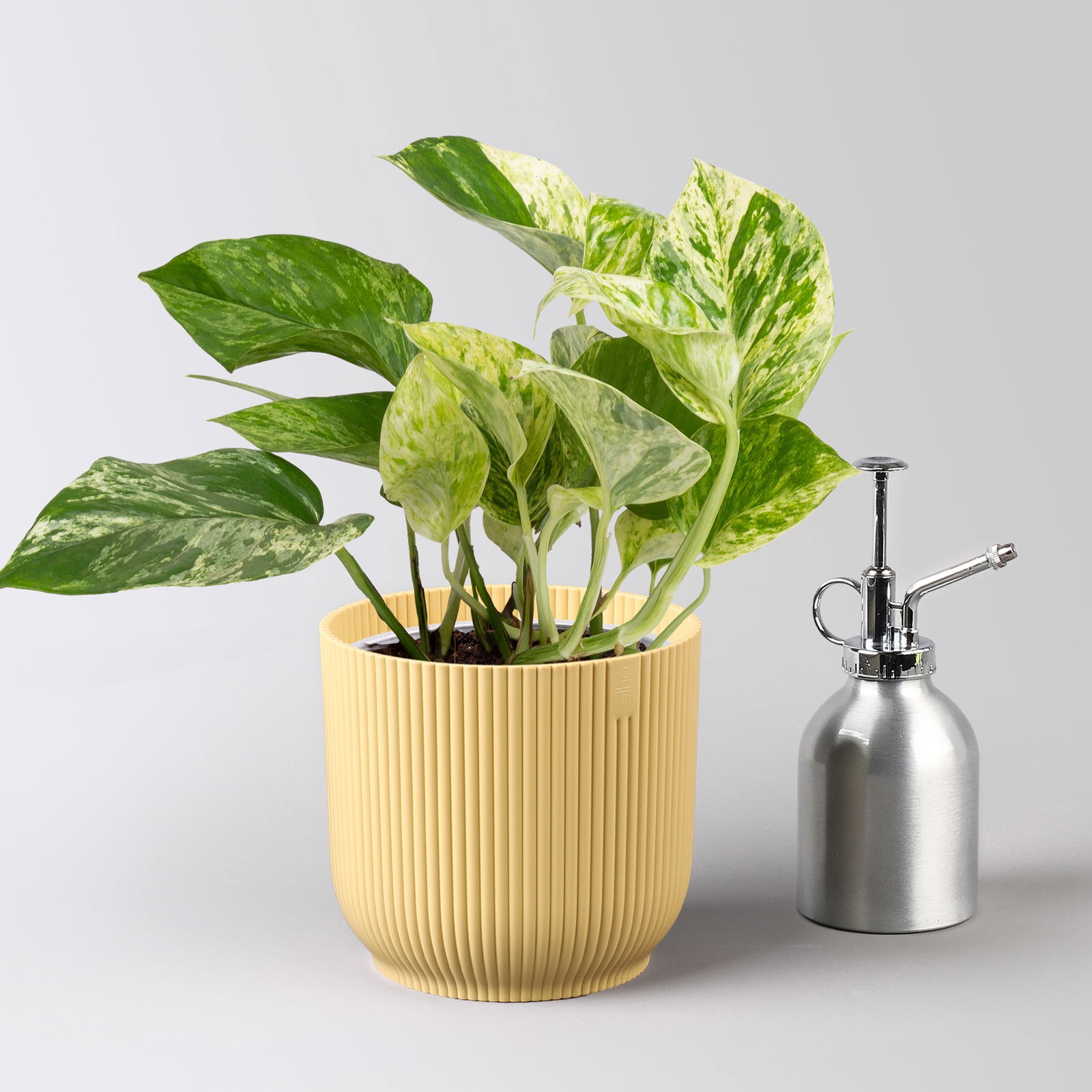 Efeutute 'Marble Queen', Topf-Ø 12 cm, inkl. Übertopf Vibes gelb, 2 Pflanzen