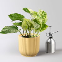 Efeutute 'Marble Queen', Topf-Ø 12 cm, inkl. Übertopf Vibes gelb, 2 Pflanzen