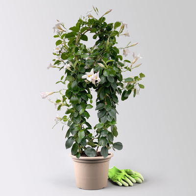 Dipladenie, weiß, Doppelbogen, Topf-Ø 21 cm, Höhe ca. 90 cm Dipladenie, weiß, Doppelbogen, Topf-Ø 21 cm, Höhe ca. 90 cm