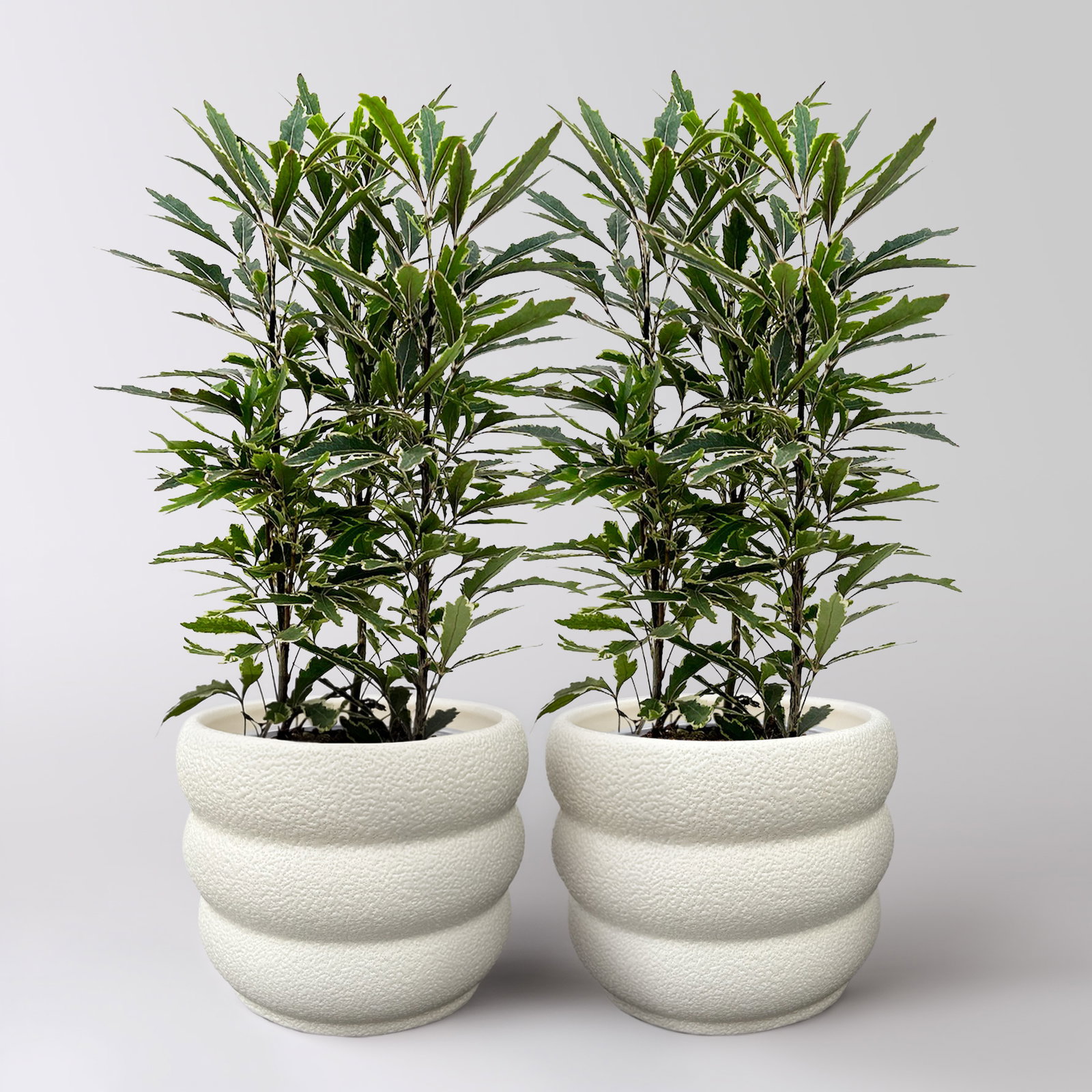 Fingerarale 'Bianca', Topf-Ø 12 cm, inkl. Keramikübertopf, 2 Pflanzen