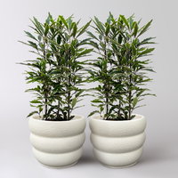 Fingerarale 'Bianca', Topf-Ø 12 cm, inkl. Keramikübertopf, 2 Pflanzen