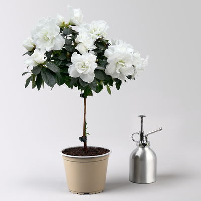 Azalee, Stamm, Farbe zufällig, Topf-Ø 13cm, Höhe ca. 45 cm, 2 Pflanzen Azalee, Stamm, Farbe zufällig, Topf-Ø 13cm, Höhe ca. 45 cm, 2 Pflanzen