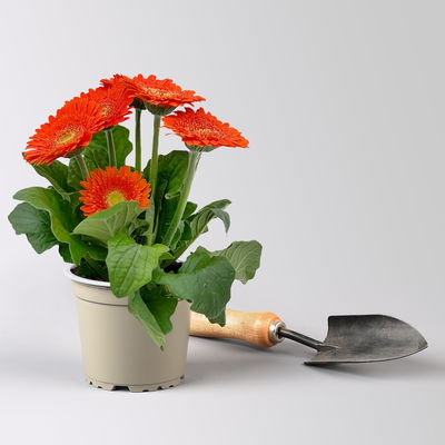 Gerbera, Farbmix zufällig, Topf-Ø 12 cm, 6 Pflanzen