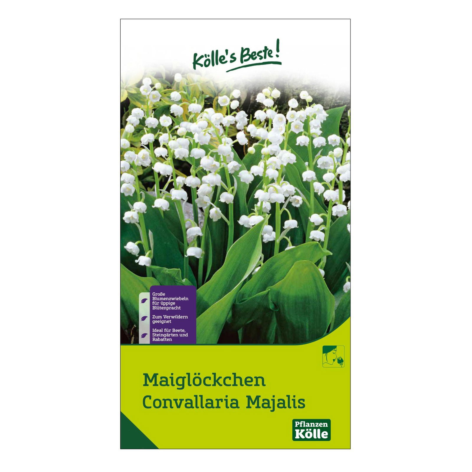 Maiglöckchen (Convallaria Majalis) weiß, 5 Blumenzwiebeln