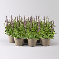 Steppensalbei  'Sensation Deep Rose®' rosa, Topf-Ø 12 cm, 6er-Set