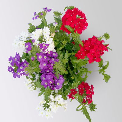 Eisenkraut 'Trio', rot-weiß-blau, Topf-Ø 12 cm, 3 Pflanzen