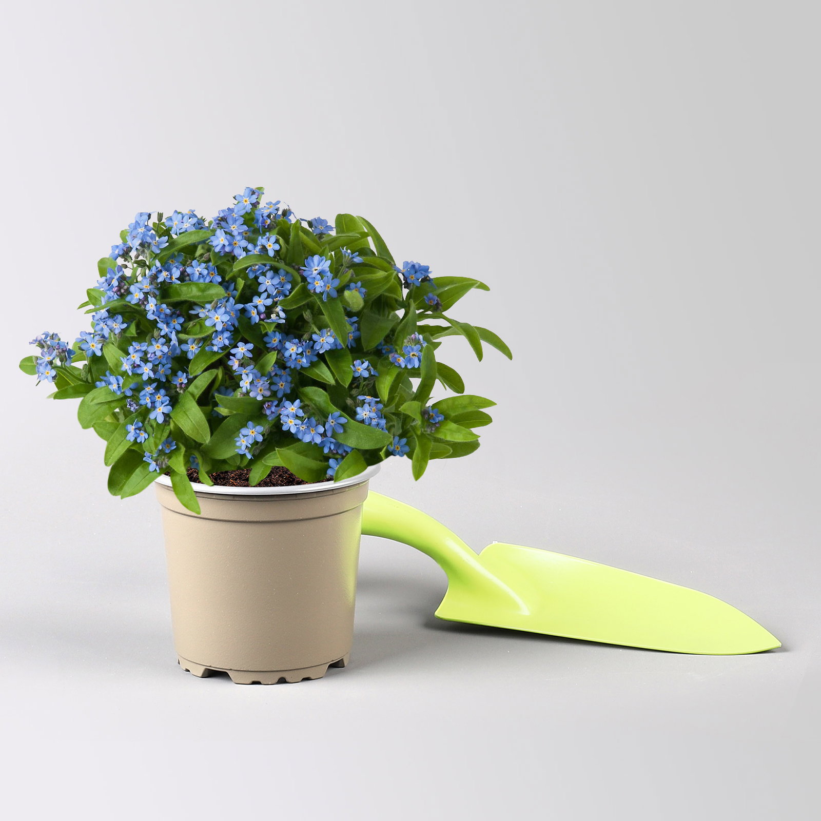 Vergissmeinnicht, blau, Topf-Ø 10,5 cm, 8 Pflanzen