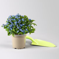 Vergissmeinnicht, blau, Topf-Ø 10,5 cm, 8 Pflanzen